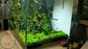 草缸玩家，你追求的方向是否跑偏？这个草缸作品，带你走回正轨