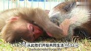 猴哥坐骑竟是二师兄