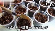 在家就可以水培空心菜，30天即可采收一茬，种一次就能收几个月！