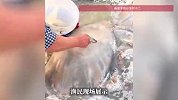 原来海蜇皮是这么来的！渔民现场展示，网友：一直以为是素菜原来是荤菜