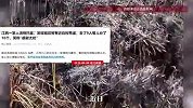 男子清明扫墓清理杂草，发现祖坟旁有近百枚鸭蛋，“去了9个人，每人分了10个”