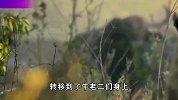 牛老二舍身营救三狗子，动物世界