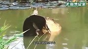 野猪在河边喝水，却惨遭鳄鱼偷袭，野猪直接被撕碎！