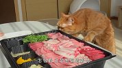 主人独自享用美食，家里的猫咪不淡定了，接下来忍住别笑