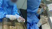 武汉小学生姐妹研究“喝茶抗癌”获奖  辅导老师系母亲好友