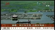 福建闽江水浮莲疯狂暴发 远望江面如草原