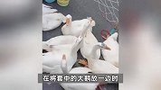 男子地摊套圈几乎“百发百中”，一口气套十几只大鹅！引网友热议