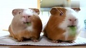 一双吃货的小鼠豚萌翻天啦