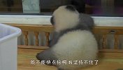 被迫营业的熊猫有多辛苦？看到最后忍不住笑出了声