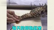 夏天就要吃龙虾，可这样的小龙虾，我真的不敢下嘴