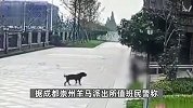 成都女童小区内遭烈犬撕咬至今未苏醒，有网友称狗已找到？警方回应