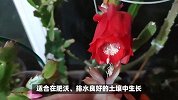 令箭荷花的养殖方法和注意事项