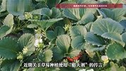 草莓大是打了“膨大剂”？果农辟谣：打了只能收一茬，损失更大