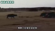 500公斤的水牛被狮子放倒，浩浩荡荡的水牛群赶来救援，镜头记录全程