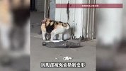 怀孕流浪猫腹部紧缠绳子胎猫被勒变形，根本生不出来，医生连夜做绝育手术
