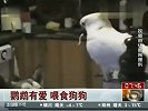 鹦鹉有爱喂食狗狗