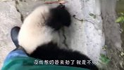 熊猫要抱抱奶爸却不给，气的追着跑了好几里地，场面笑爆了