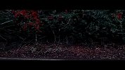 UFC-18年-今日机会难得要让世界震动 MV回顾小鹰UFC称王之路-专题
