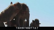 小猴子高台跳水，正当它胆怯不敢跳，背后突然伸出“神来之手”！