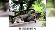 关于遛猫，你要知道的事！