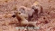 花豹和鬣狗同时捕获一头野猪，野猪被他两个活活咬死，真是太残忍！