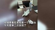 女子称在办公楼女厕马桶发现闪灯，仔细查看后是摄像头：第二次了