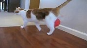 一只被带静电的气球折磨的猫