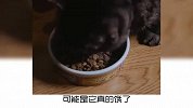 宠物冷知识：猫咪偷吃怎么办？