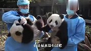 从来都是熊猫发脾气，还是头一回见到奶爸生气，看完笑哭了