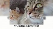 今天讲讲，一夫一妻制的，西伯利亚森林猫！