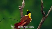 极乐鸟求偶有多离谱？展示一段舞蹈，才可能被雌性选中