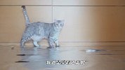 主人把地上铺满锡箔纸，喵星人会是啥反应？
