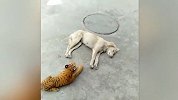 狗子见老虎过来，它一爪把老虎按在地上爆打
