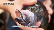 日本惊现“流氓”鱼，嘴巴一碰可伸长10厘米，深受日本女子痛恨