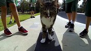 极限GoPro-15年-Gopro第1视角 滑板猫咪Didja-新闻