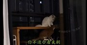 住口！你当我是那种随随便便的猫吗？