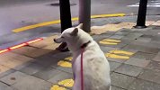 铲屎官假装成路人和柴犬偶遇，狗子能认出来吗？结局笑爆了