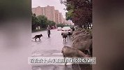 太原街头神奇一幕：4、50只羊围着啃绿化带，官方回应