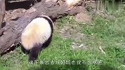 熊猫自己洗了个澡，结果半小时后奶妈要哭了，看完忍住别笑