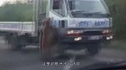 棕熊在公路上扒车打劫，车主被迫交出食物，熊-过路费都交一下！