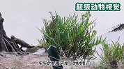 鳄鱼成功偷袭蜥蜴，不料这条巨蜥还会武功！大意了