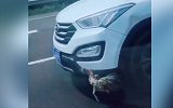 真“鸡动车”？女子高速上顶着野鸡一路飞驰 目击者：速度特别快