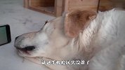 狗子玩手机上瘾，干啥都得拿着，说它没成精谁信啊？