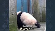 作为熊猫，“蠢萌”需要具备哪些条件？