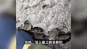 两兄弟捅蜂窝泡酒治痛风，老人被千只蜂蜇中毒身亡：想去打工还债