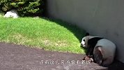 熊猫热得要融化了，躲在墙角睡觉咋叫都不醒，接下来忍住别笑