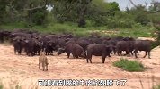 狮群捕猎落单水牛，结果却反遭水牛群围攻，下场别提有多惨了