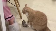 猫：我这命太苦啦，在家就要上饭了！