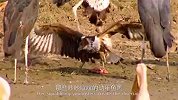 鱼鹰猎取的食物，被秃鹳抢走，谁料鳄鱼才是获利者