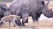 鬣狗的实力有多强？硬生生咬断犀牛的尾巴，而犀牛甚至不敢还手